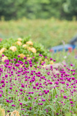 Fototapeta premium Pearly everlasting flowers