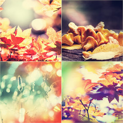 Fototapeta na wymiar Autumn collage