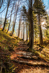 Autumn morning in the alps