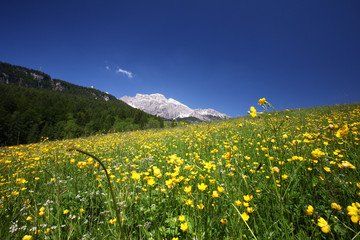 meadow