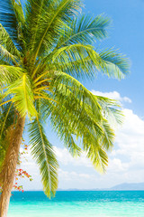 Palm View Coconut Coast