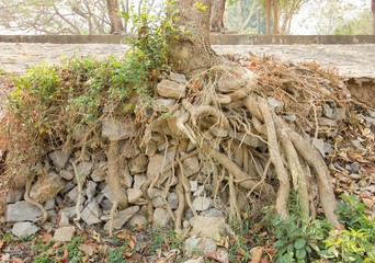 big tree roots and big stones in tropical national park  near ro