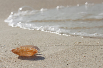 seashell on a white sand