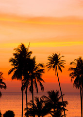 Fototapeta na wymiar Tree Silhouettes Coconut Horizon