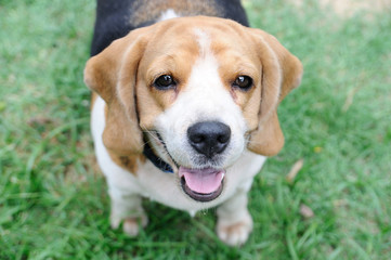 Single beagle looking up
