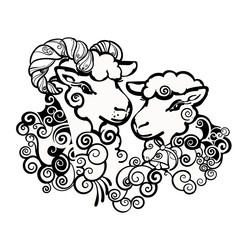 Ram and sheep. Sweet couple