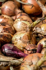 Onions