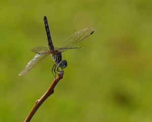 Uplifting dragonfly