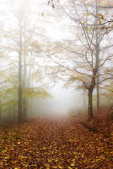 Fototapeta premium forest