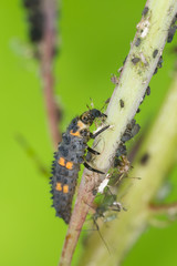 Ladybug larva, Coccinella septempunctata on aphids