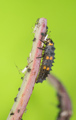 Ladybug larva, Coccinella septempunctata predator on aphids