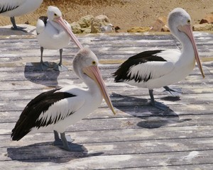 Australian Pelicans on kangaroo island in Australia