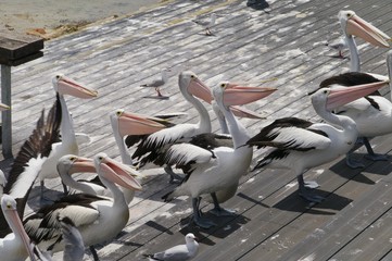 Australian Pelicans on kangaroo island in Australia
