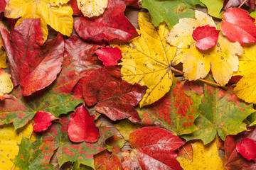 Naklejka na ściany i meble Autumn leaves on table