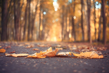yellow autumn park leaves in September