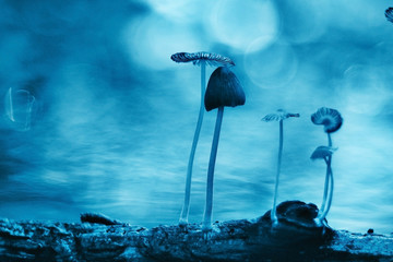 Obraz na płótnie Canvas small mushrooms toadstools macro poisonous