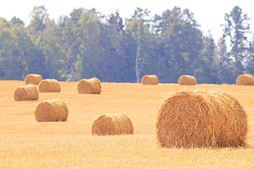 twist hay field cleaning