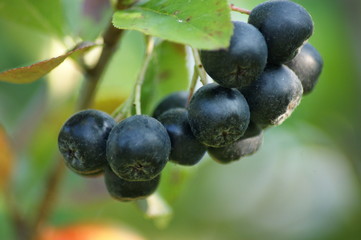 Aronia