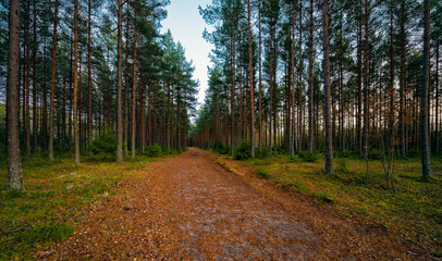 Trail for recreation during evening in the woods