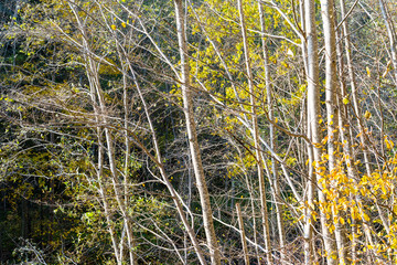 forest trees in autumn colors in countryside