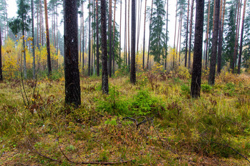 Obraz premium forest trees in autumn colors in countryside