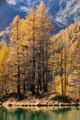 Fototapeta premium Bosco in autunno