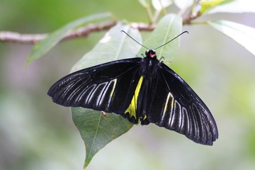 Golden Birdwing Butterfly - dorsal view