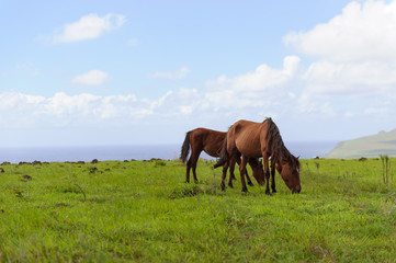 Fototapeta na wymiar Horses Isla de Pascua. Rapa Nui. Easter Island