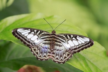 Iridescent Blue Clipper Butterfly- Dorsal view
