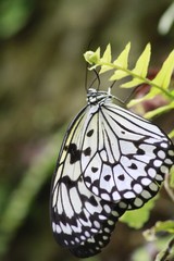 Fototapeta na wymiar paper Kite butterfly - Ventral view