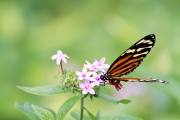 Tiger Longwing butterfly