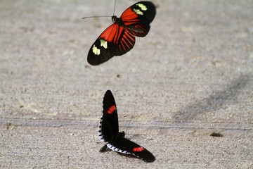 Fototapeta na wymiar Butterflies courting - Red postman