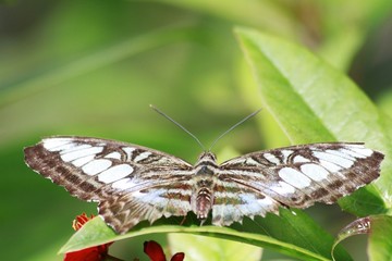 Race lilacinus - Blue Clipper butterfly