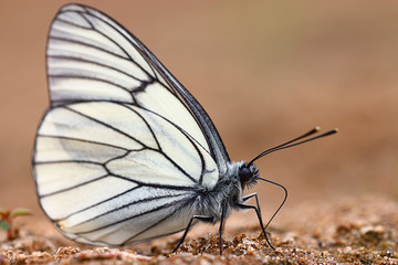 white butterflies on sand