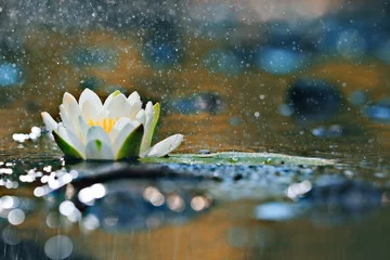 Foto auf Acrylglas Wasserlilien Seerosenblätter auf dem Wasser
