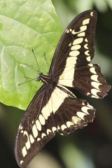 Black and White Butterfly - dorsal view