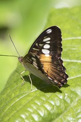 Birdwing Asia Butterfly - ventral view