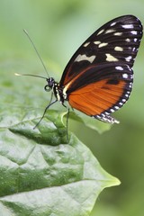 Fototapeta na wymiar Heliconius hecale - tiger longwing butterfly