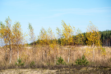 Fototapeta premium forest trees in autumn colors in countryside