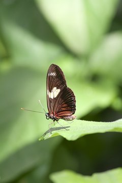 Cattlehearts butterfly - ventral view