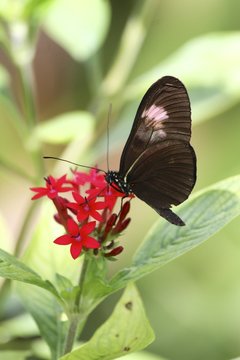 Cattlehearts butterfly - ventral view