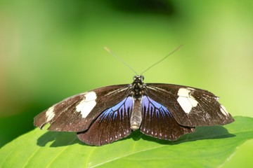 Blue Clipper butterfly - Dorsal view
