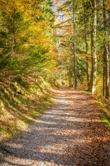 Pathway in beautiful forest in autumn.