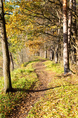Obraz premium autumn colored tourism trail in the woods
