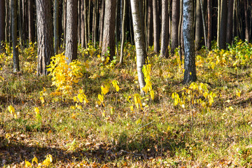 Obraz premium autumn colored tourism trail in the woods