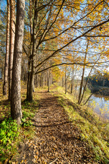Fototapeta na wymiar autumn colored tourism trail in the woods
