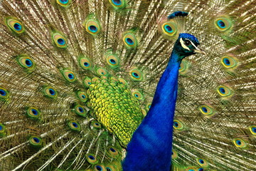 Obraz premium Male Peacock portrait