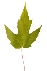 maple green leaf