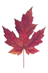 red maple leaf