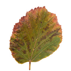 green-yellow leaf as autumn symbol